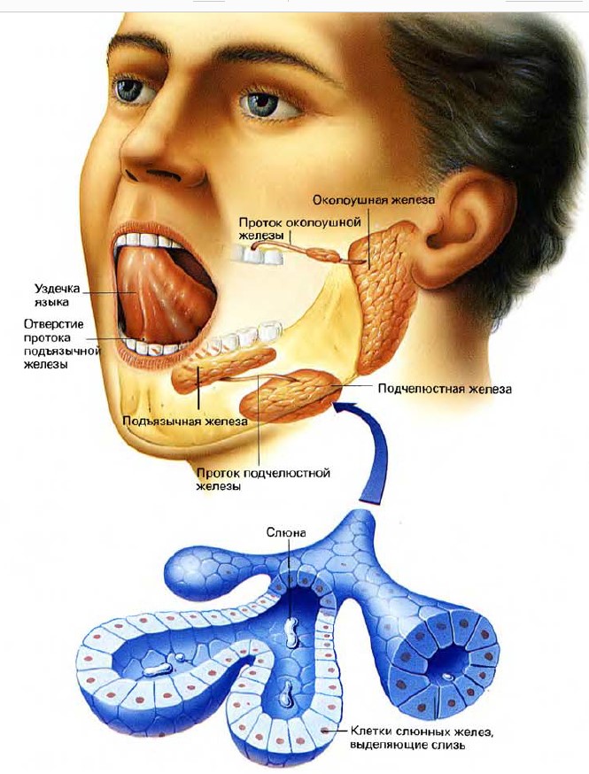 Постоянная слюна во рту. Слюнные железы выделяют. Подъязычная слюнная железа.