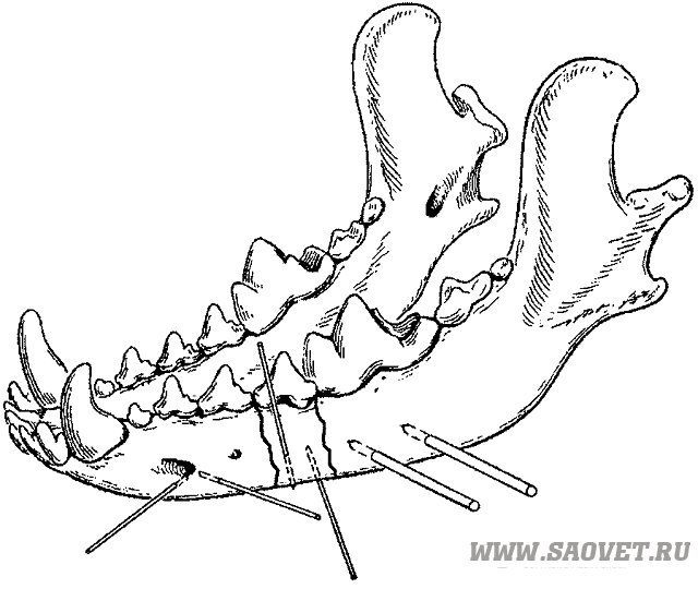 Волна челюсти фф. Остеосинтез челюсти у собак. Перелом симфиза нижней челюсти. Перелом нижней челюсти у животных.