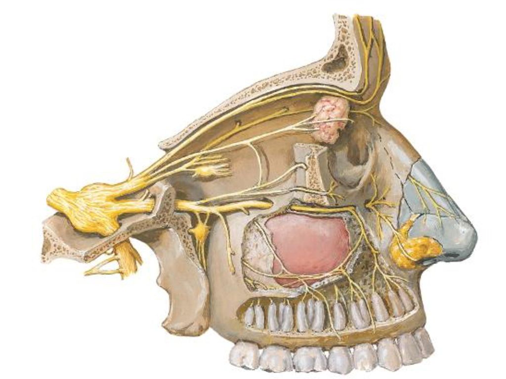 Nervus frontalis