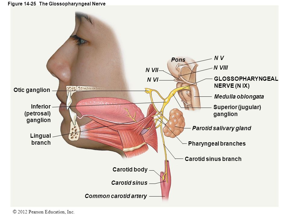 Языкоглоточный нерв картинка