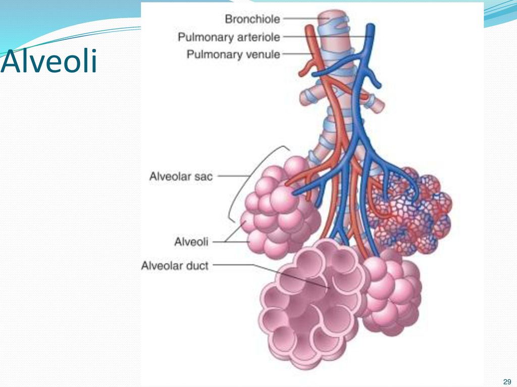 Альвеолы это. Легкие ацинус альвеолы. Альвеолярные пузырьки ацинус. Ацинус бронхиолы. Легкие бронхиола и альвеолы.