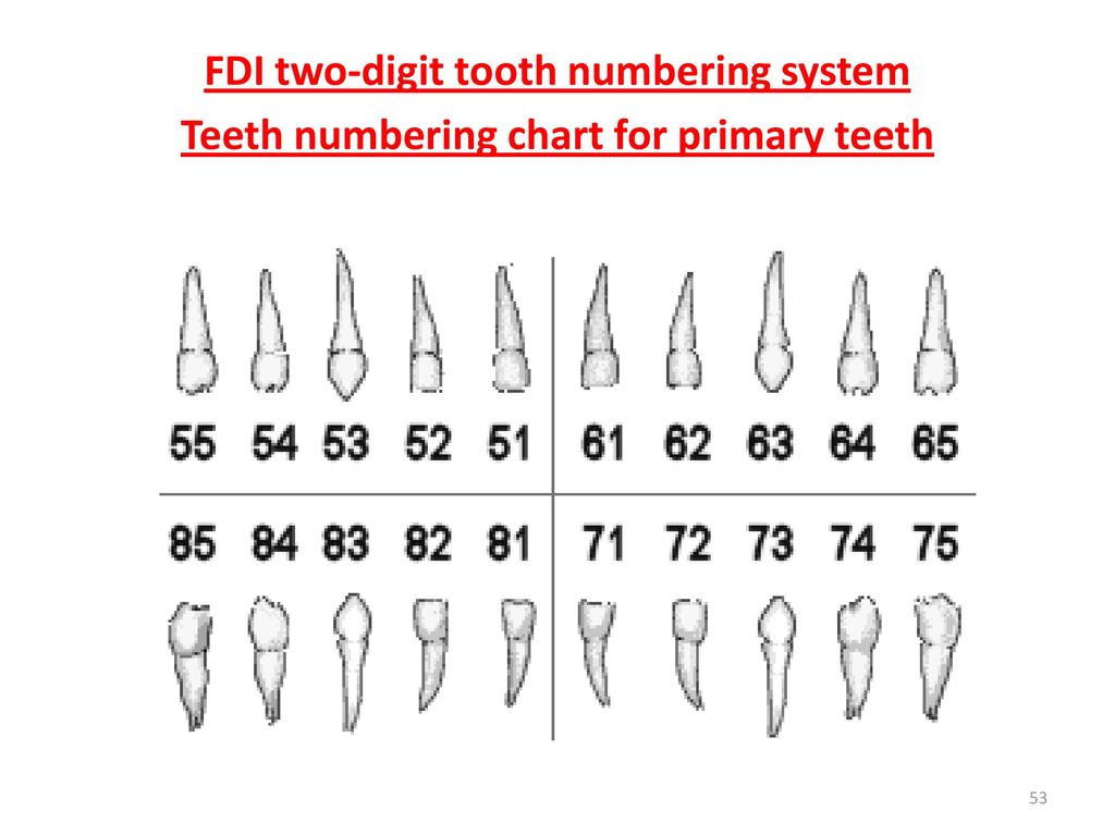 Зубы человека по номерам. Dental numbering System. Номера зубов. Схема зубов с номерами у взрослых. Расположение зубов по номерам.