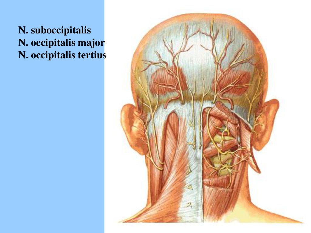 Болит левая часть затылка. Анатомия затылочной части головы человека. Nervus occipitalis Major. Затылочная часть головы анатомия. Затылочный нерв анатомия.