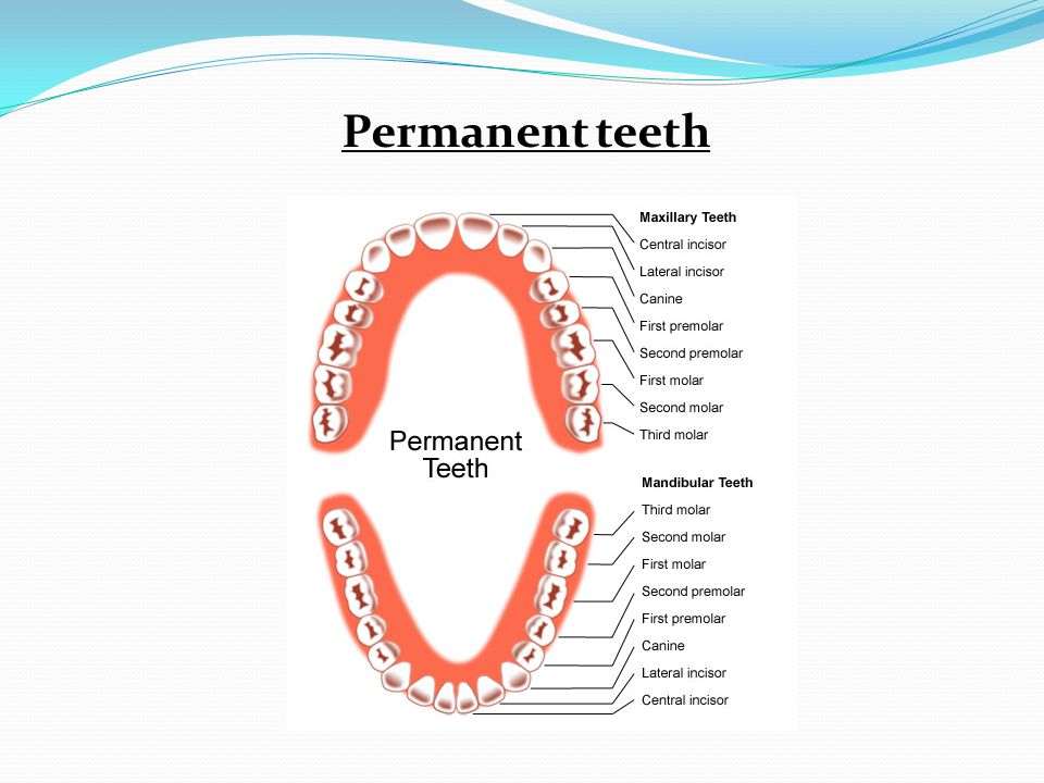 Когда вырастают молочные зубы. Схема роста коренных зубов у детей. Коренные зубы порядок прорезывания. Порядок прорезывания постоянных зубов схема. Постоянные зубы схема прорезывания.