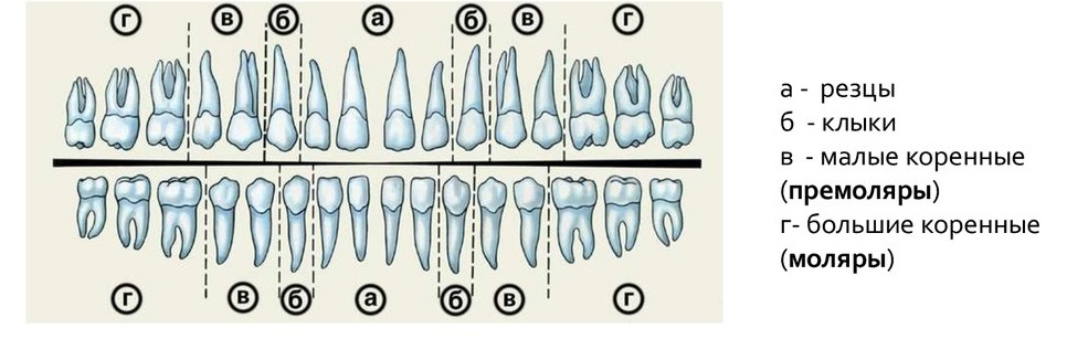 Схема корней зубов