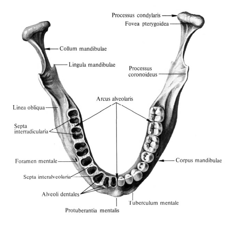 Odontogenus латынь