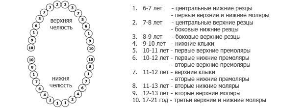 Молочные зубы у детей схема прорезывания и возраст