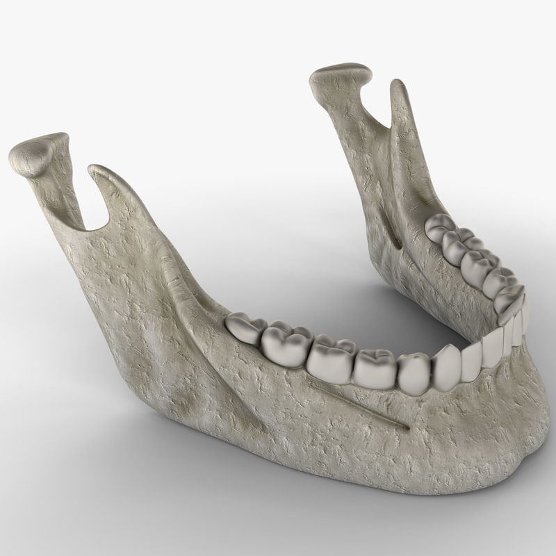 Челюстная кость. Анатомия os mandibula. Mandibula анатомия. Margo mandibulae. Mandible Bone Anatomy.