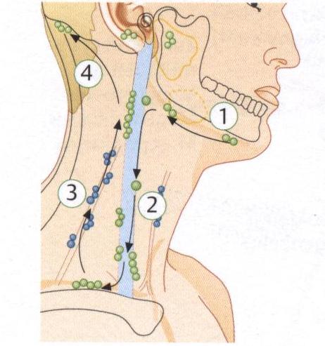 В горле лимфоузлы схема