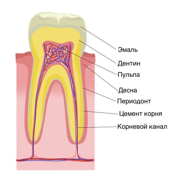 Состав зуба. Строение зуба. Строение зуба анатомия. Строение зуба человека. Внутреннее строение зуба.