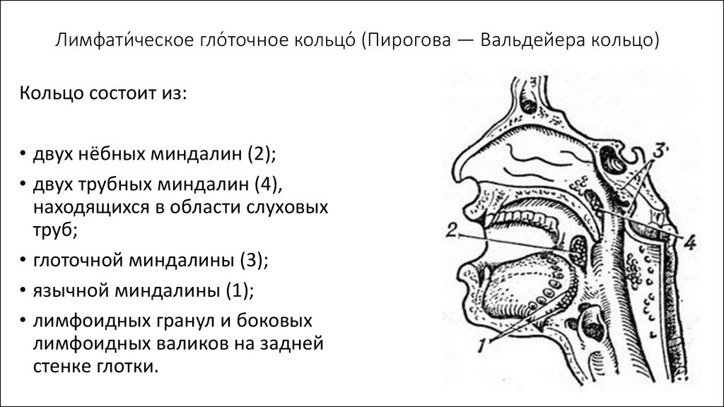 Строение гланды схема миндалины