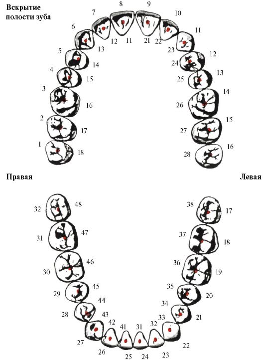 Номера зубов во рту схема у взрослых