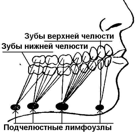 Лимфоузлы на челюсти расположение схема рисунок