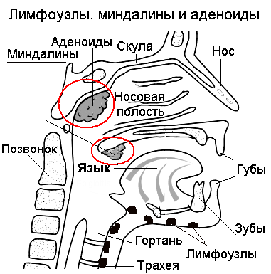 Миндалины и лимфоузлы на шее схема