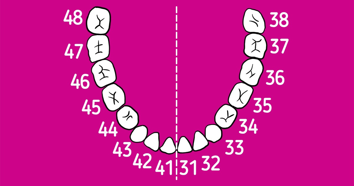 Нумерация зубов во рту человека схема