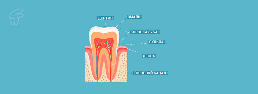 Дентин зуба