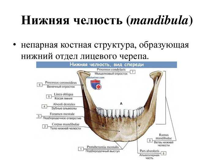 Нижняя лицевая сторона. Нижняя челюсть анатомия кости. Кость лицевого черепа нижняя челюсть. Строение кости нижней челюсти. Кости черепа нижняя челюсть анатомия.