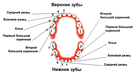 первые зубки!!!!