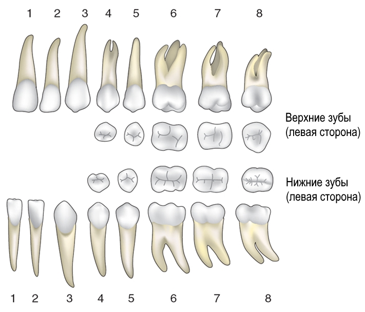 Зубы Нижней Челюсти Анатомия Картинки