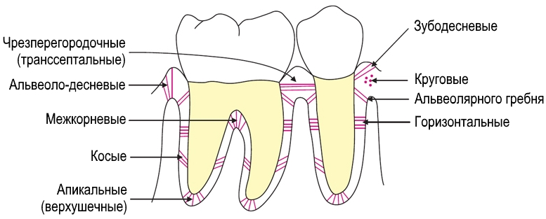 Схема структурной организации периодонтальной связки