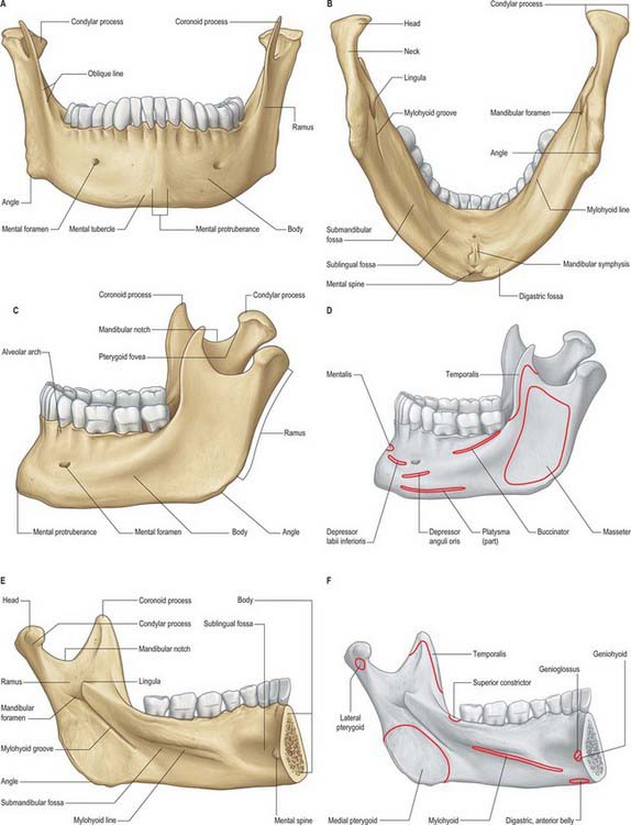 Нижний край нижней челюсти. Нижняя челюсть вид сбоку анатомия. Нижняя челюсть анатомия спереди. Нижняя челюсть, mandibula строение.