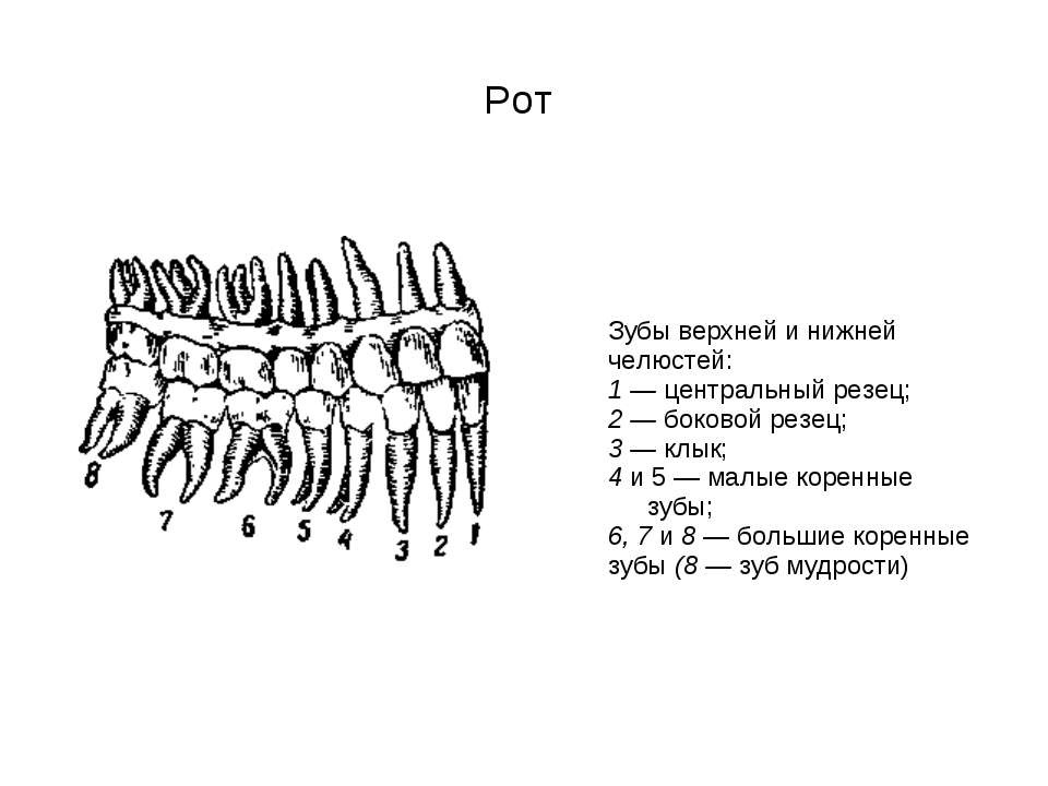 Зуб восьмерка это какой зуб фото