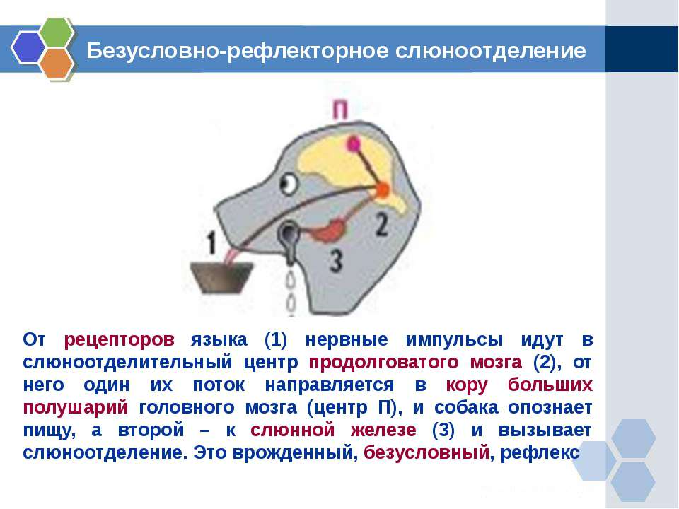 Схема рефлекторной регуляции слюноотделения