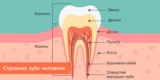 Откуда берётся кариес: Строение зуба человека