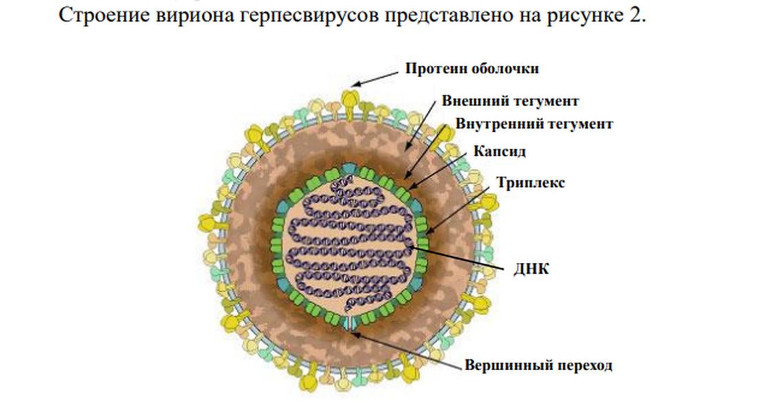 Герпес картинки вируса