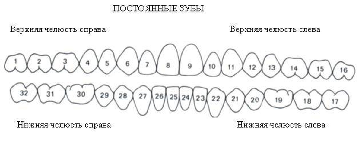 Зубы по номерам в стоматологии у взрослых схема