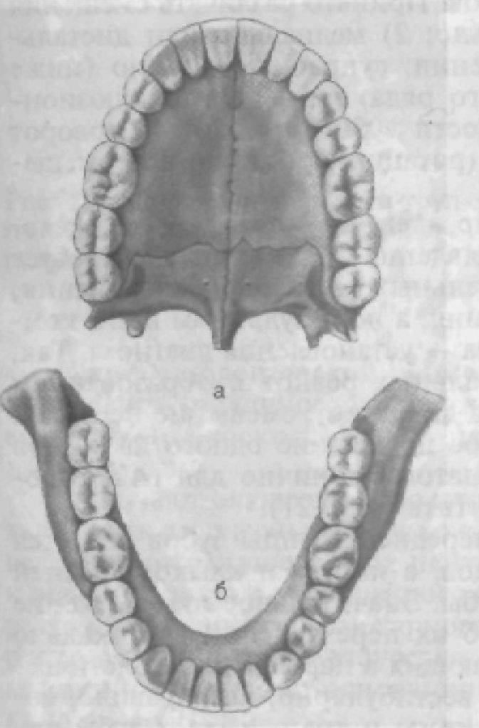 Ковид зубова. Анатомия зубов верхней челюсти человека. Форма зубного ряда верхней челюсти и нижней челюсти. Форма зубной дуги верхней и нижней челюсти. Зубной ряд верхней челюсти зубной ряд нижней челюсти.