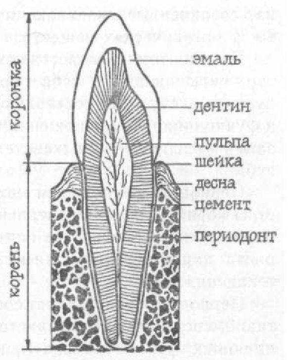 Рисунок строение зуба. Строение зуба человека схема. Строение зуба человека гистология. Схема продольного разреза зуба. Схема поперечного разреза зуба.