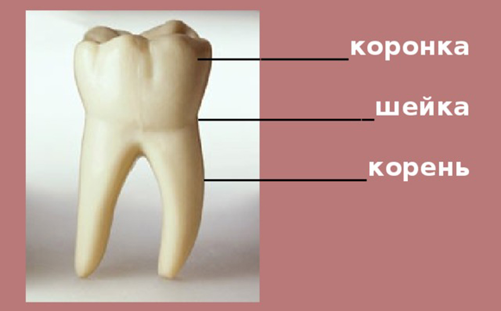 Зуб в разрезе фото