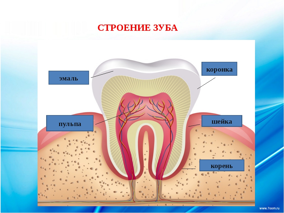 Внешнее строение зуба. Строение зуба человека. Структура зуба.