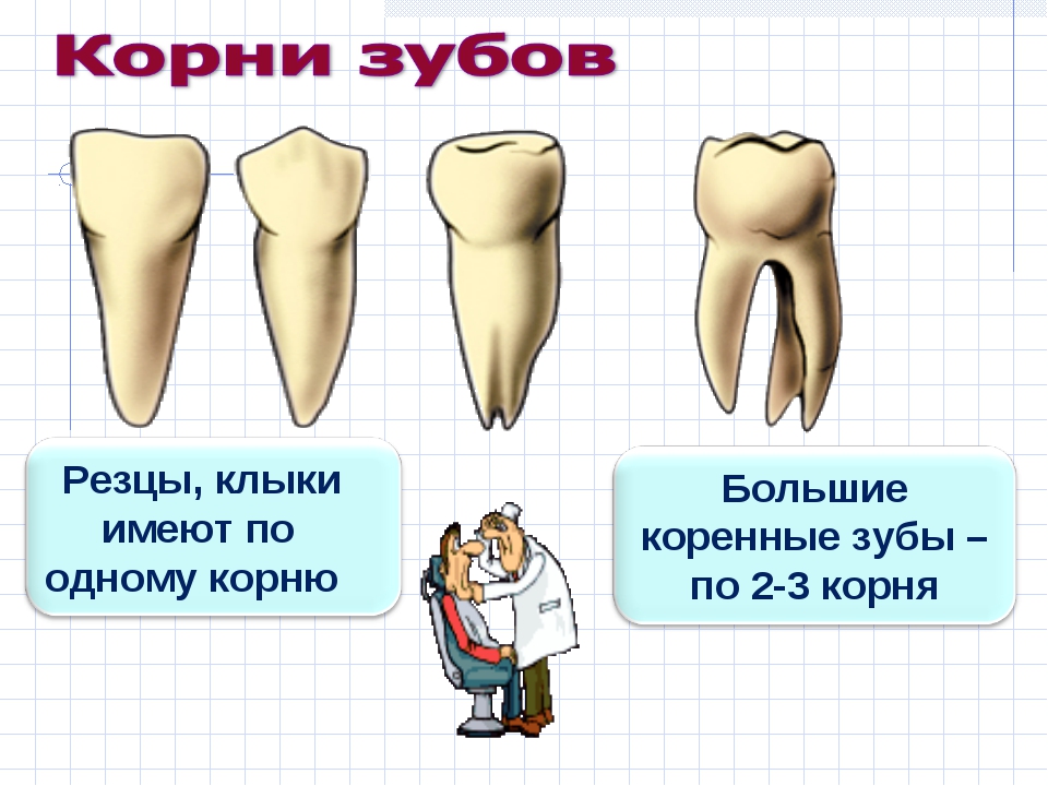 Как называются корни зубов. Зубы человека.