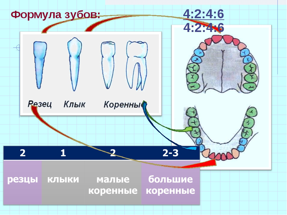 Как какие зубы называются