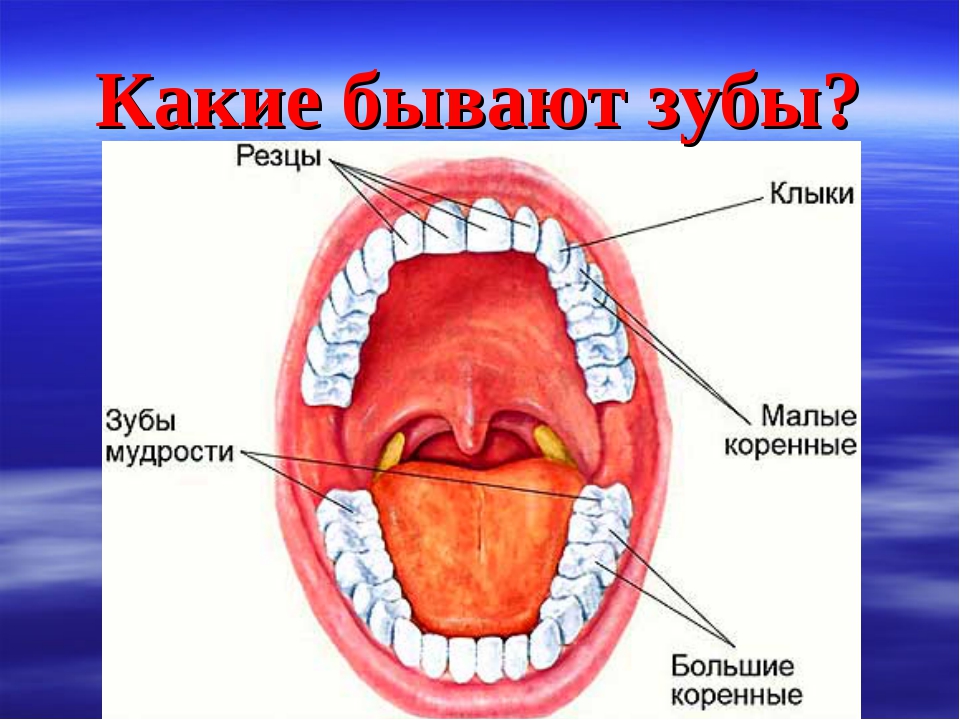 Зубы человека резцы клыки коренные. Строение зубов резцы моляры. Зубы человека резцы клыки схема. Строение зубов резцы клыки. Зубы человека у детей