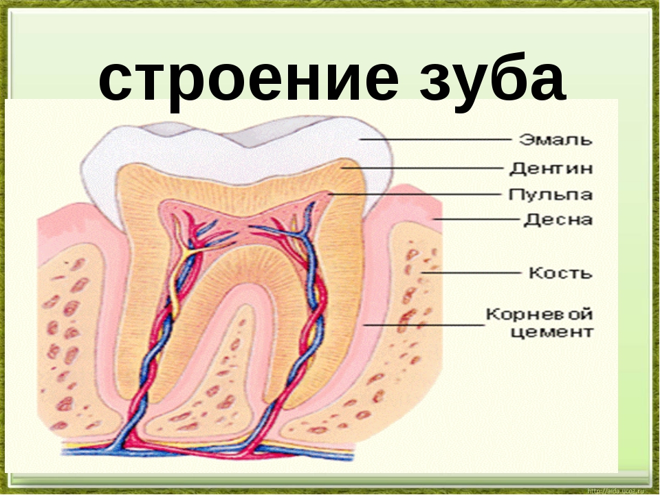 Рисунок зуба биология