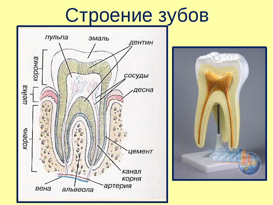 Какие части у зуба. Схема наружнее внутреннее строение зуба. Строение зуба биология 8 класс. Схема внутреннего строения зуба анатомия. Биология внутреннее строение зуба.