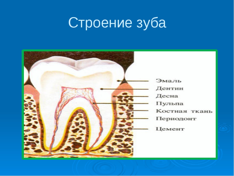 Проект про зубы 8 класс биология