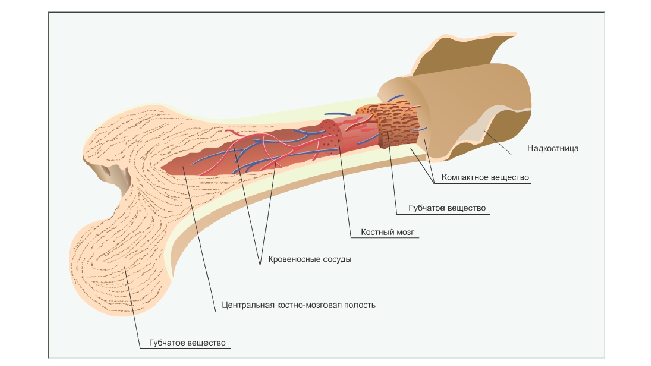 Рисунок строения костя. Анатомия кости надкостница костный мозг. Строение кости человека в разрезе. Костный мозг внутри кости. Строение кости надкостница компактное.
