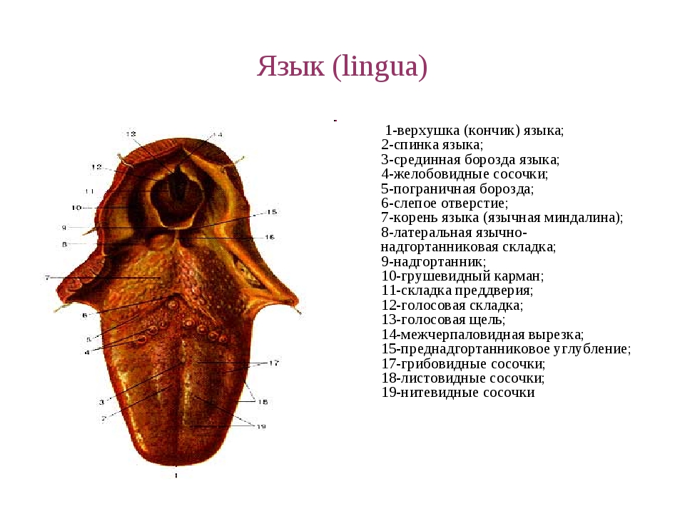 Thyroglossus латынь