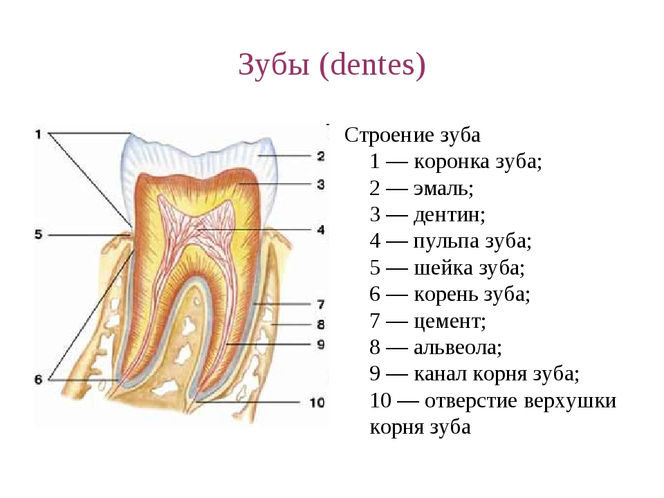 Какие части у зуба. Схема строения зуба анатомия. Строение зуба человека схема. Анатомическое строение зуба. Схема внутреннего строения зуба.