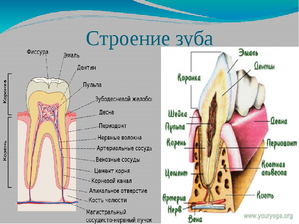 Какие части у зуба. Биология внутреннее строение зуба. Наружное строение зуба анатомия. Внешнее и внутреннее строение зуба. Зарисовать строение зуба.