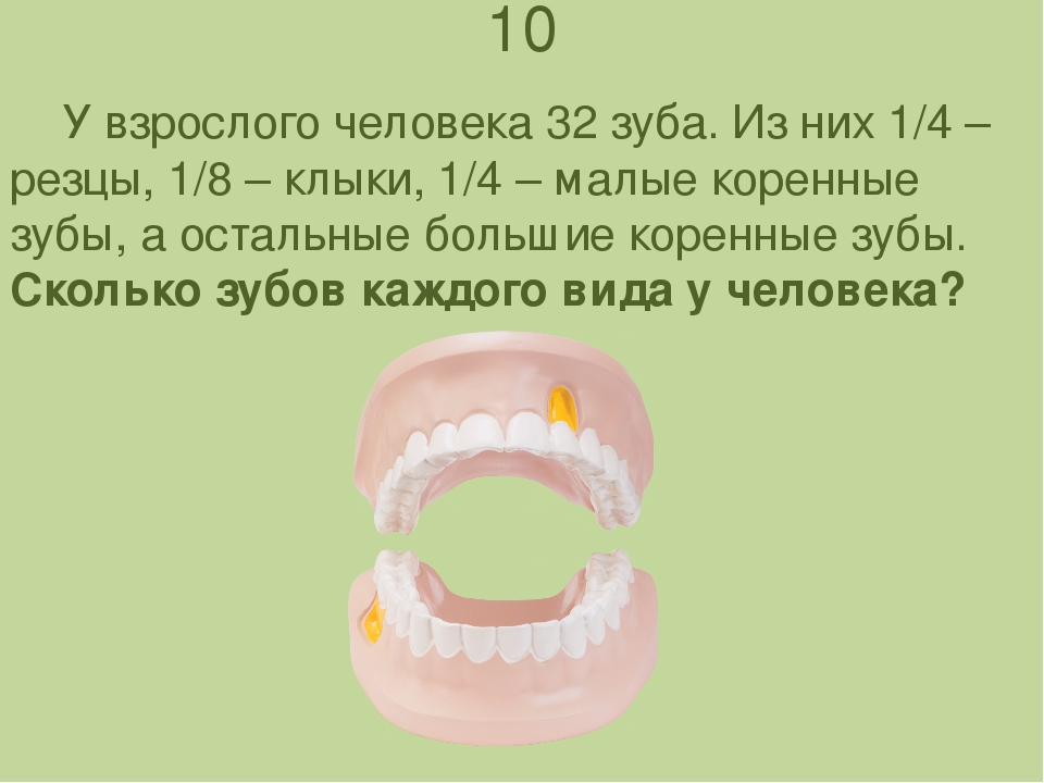 Сколько зубов у человека взрослого. Коренные зубы у взрослого человека. Сколько зуб у взрослого человека. У взрослого человека 32 зуба. Можно считать зубы