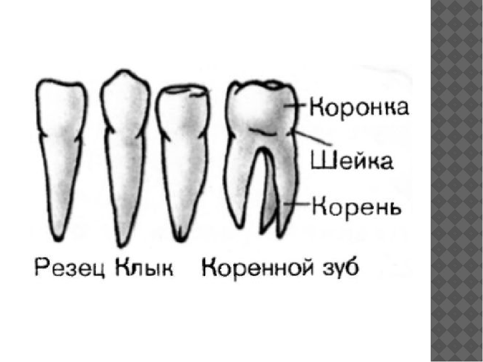 Ребенок зубы коренные резцы. Строение зуба резца человека схема. Резцы клыки и коренные зубы. Резцы клыки премоляры моляры строение зубов. Формы резцов зубы.