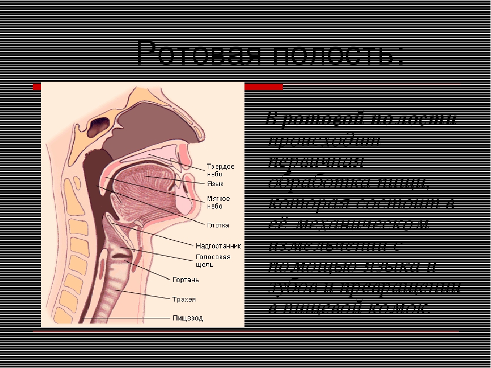 Внутренняя часть рта. Ротовая полость пищеварительная система. Ротовая полость и глотка. Строение пищеварительной системы человека ротовая полость. Полость рта глотка пищевод.
