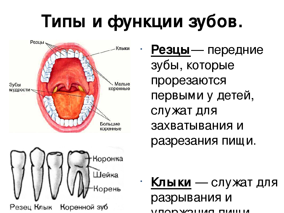 Почему зубы отличаются между собой. Зубы резцы клыки коренные функции. Зубы: резцы, клыки, коренные зубы.. Зубы резцы клыки премоляры моляры. Строение зубов резцы клыки.