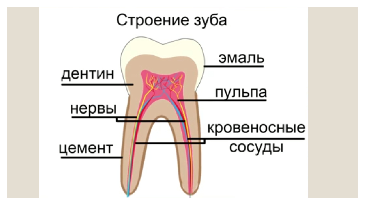 Особенность строения дентина какую функцию он выполняет. Схема строение зубов биология 8 класс. Строение зуба биология 8. Строение зуба человека схема. Схема зуба биология 8 класс.