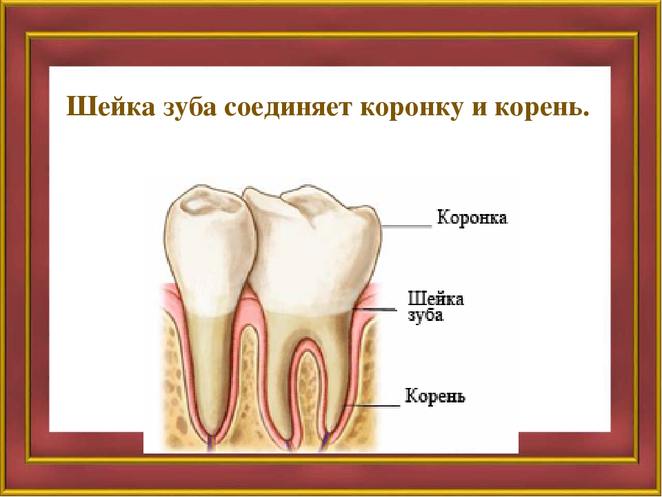 Корень зуба находится. Коронка шейка и корень зуба.